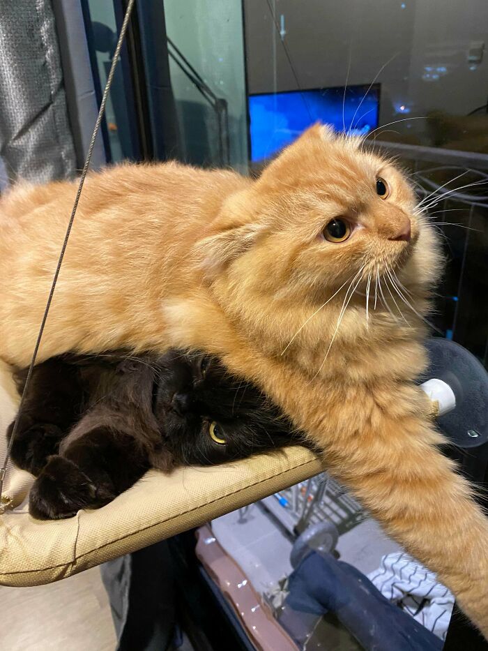 Two pet sibling cats, one orange and one black, playfully piled on a hanging window perch in a cozy indoor setting.