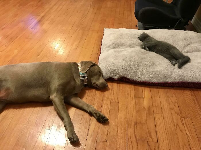 Dog and cat siblings resting peacefully on a wooden floor and a large pet bed in a cozy home setting.