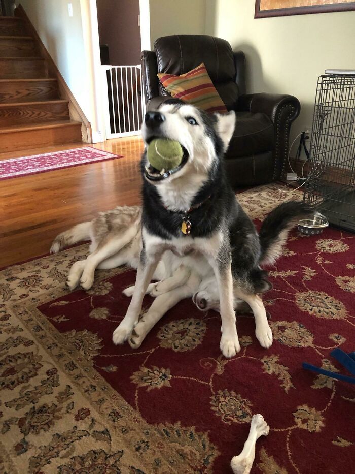 Two playful pet siblings, one Husky with a tennis ball in its mouth, indoors on a patterned rug near a dog crate.