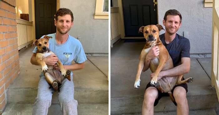 A man holding his pet, a cute brown dog, as a puppy and then as a grown-up alongside its owner.