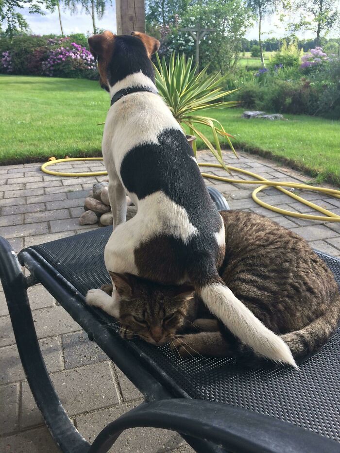 Dog sitting on a cat resting on a chair outside, showing funny and chaotic pet siblings behavior.