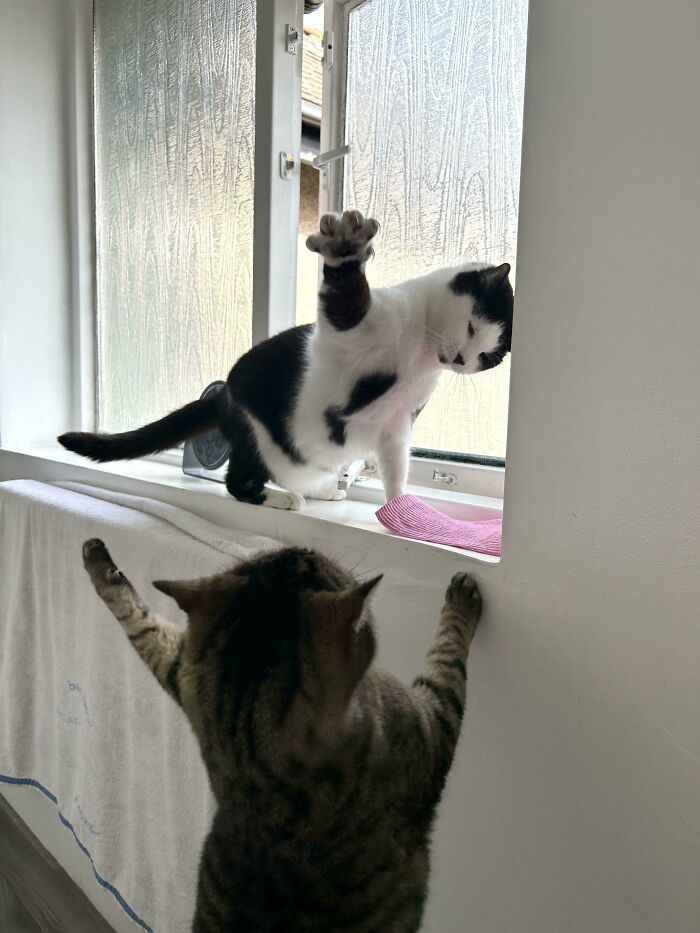 Two playful pet sibling cats interacting near a window in a funny and chaotic moment indoors.
