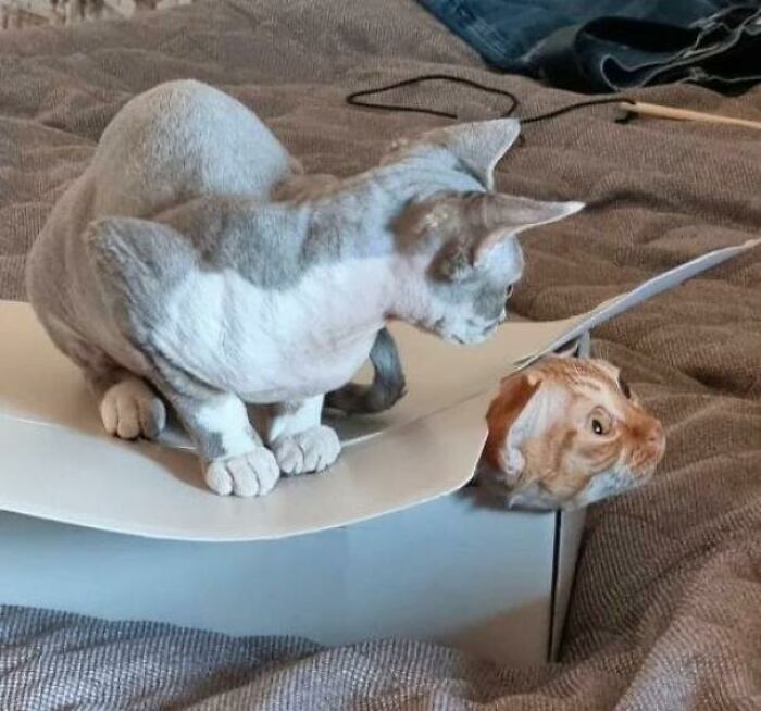 Two pet siblings, a cat and a dog, playfully sharing and hiding inside a cardboard box on a textured blanket.