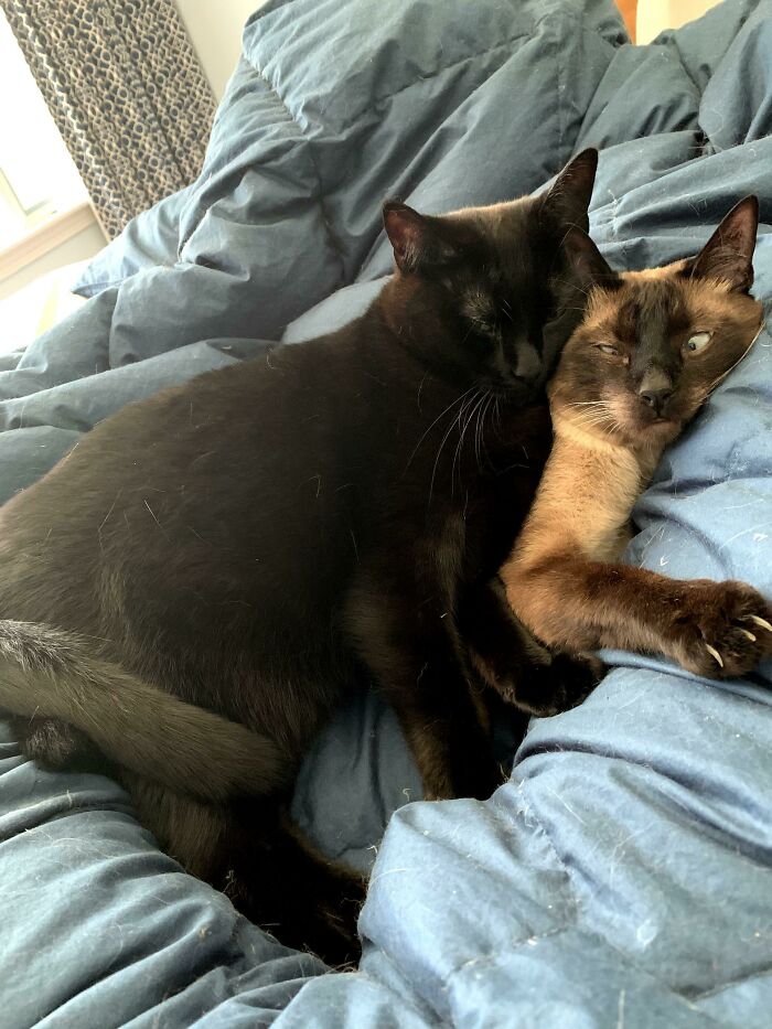 Two pet siblings, black and brown cats, cuddling closely on a blue blanket in a cozy setting.