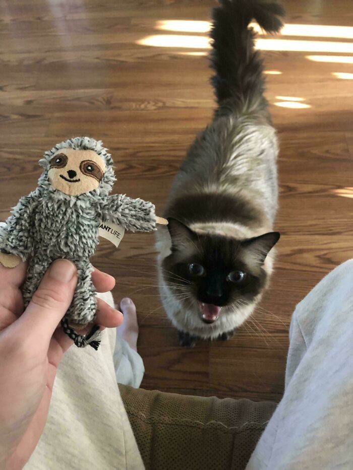 Siamese cat meowing at person holding sloth plush toy indoors