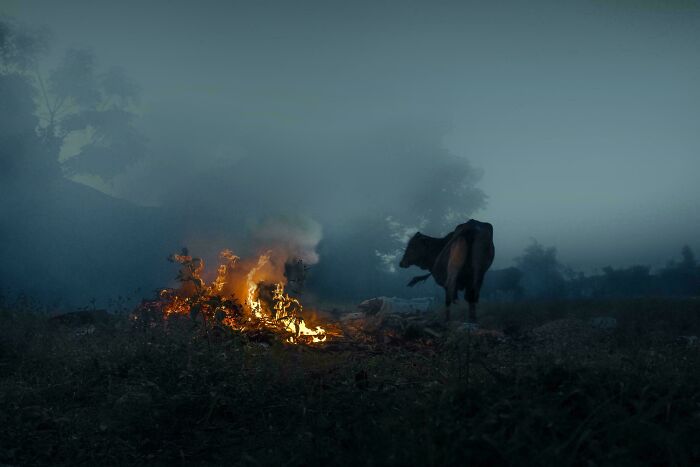 A dramatic accidental Renaissance landscape with a cow standing near a glowing fire under a misty, dark sky