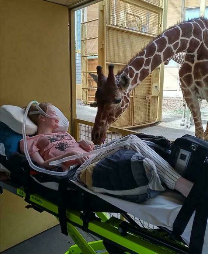 Uplifting posts: A giraffe gently interacts with a smiling patient on a stretcher, a truly uplifting moment.