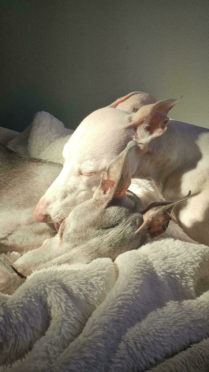 Two sleeping greyhound dogs captured in warm, soft sunlight, resembling an accidental Renaissance painting