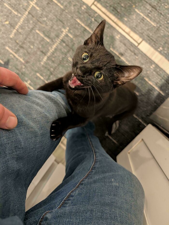 Black cat meowing and holding onto person's leg