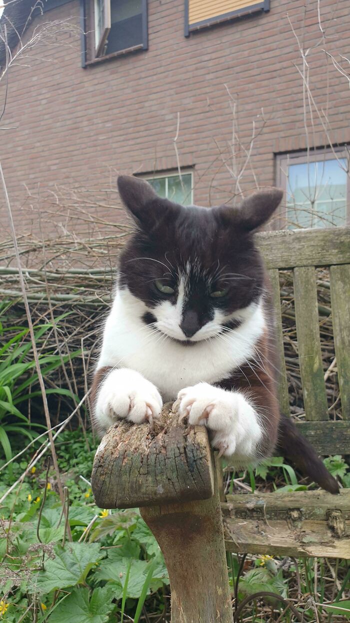 A black and white cat scratching a wooden chair arm with its sharp cat claw