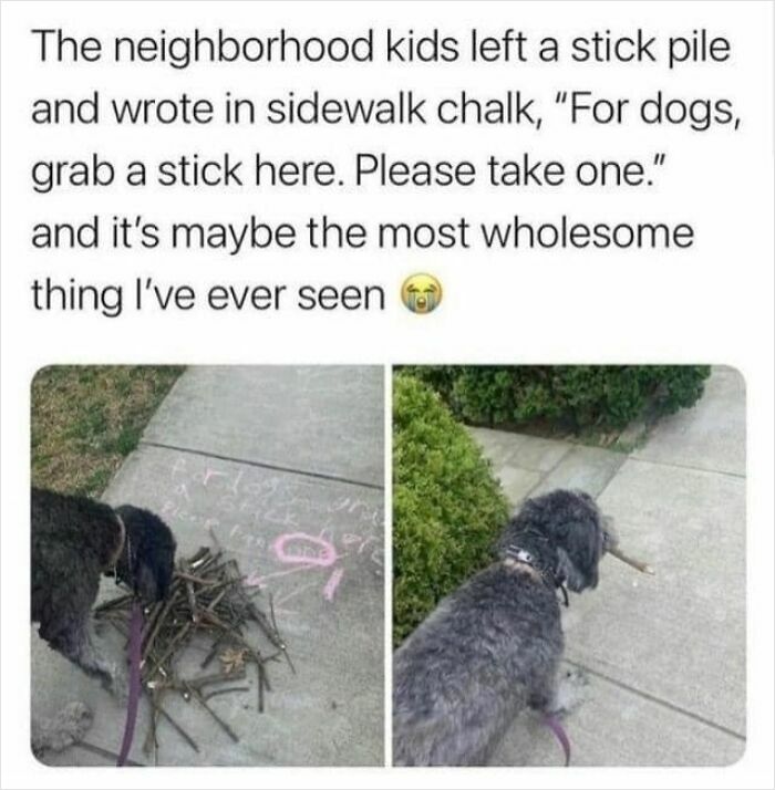 Neighborhood kids leave a stick pile with chalk sign for dogs to take sticks, showing cute and funny dog moments.
