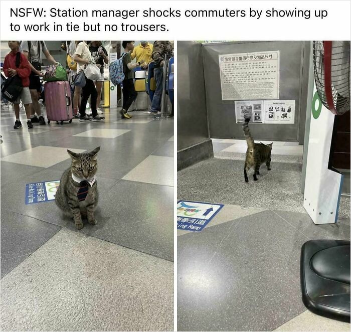 Cat wearing a tie at a busy station, humorously reflecting capitalism where even cats have jobs these days.