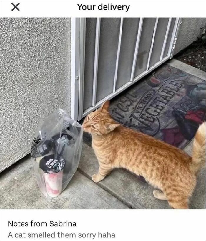Orange cat sniffing takeout bag at a doorstep, highlighting capitalism with cats having jobs in funny delivery scenarios.