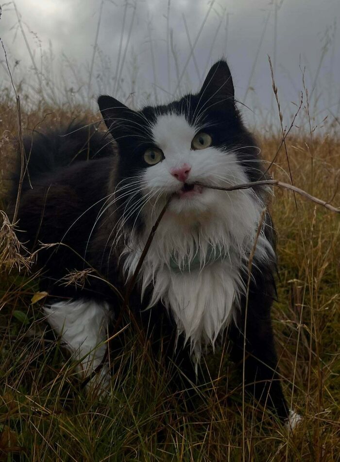 Black and white cat in tall grass holding a stick in its mouth, illustrating capitalism and cats having jobs concept.