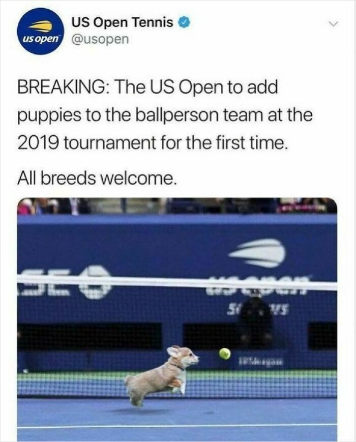 Tweet from US Open Tennis announcing puppies joining the ballperson team, with a cute dog chasing a tennis ball on court.
