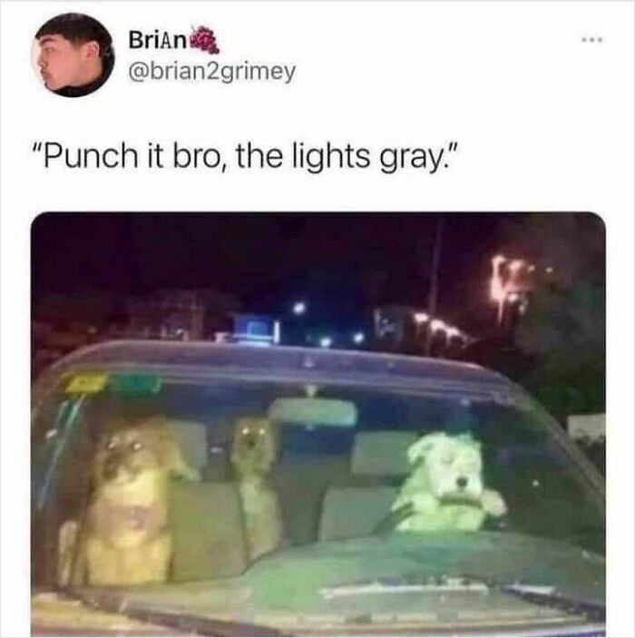 Three dogs sitting in a car at night, with one dog in the driver's seat holding the steering wheel, funny dog meme.