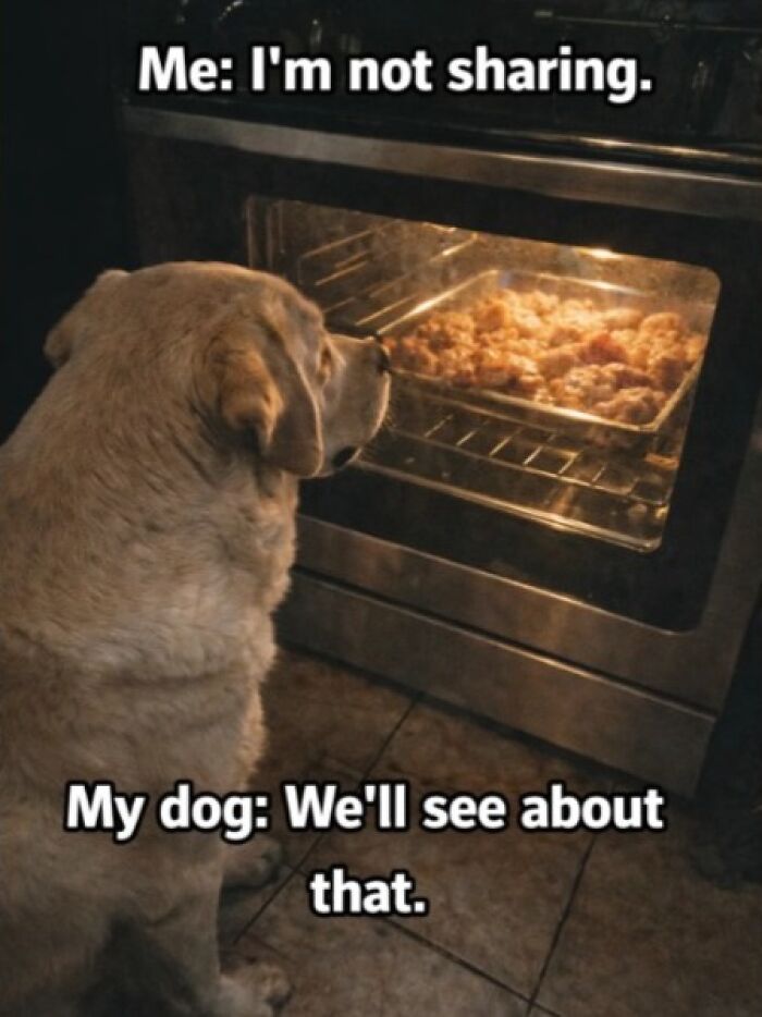 Dog staring at oven with food inside, showcasing cute and mischievous behavior in a funny meme.