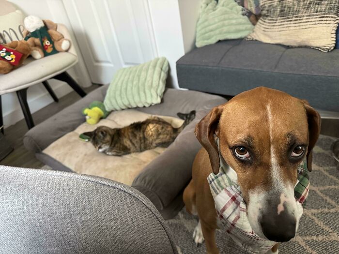 Brown dog wearing a plaid bandana and a tabby cat resting together on pet sibling beds in a cozy living room.
