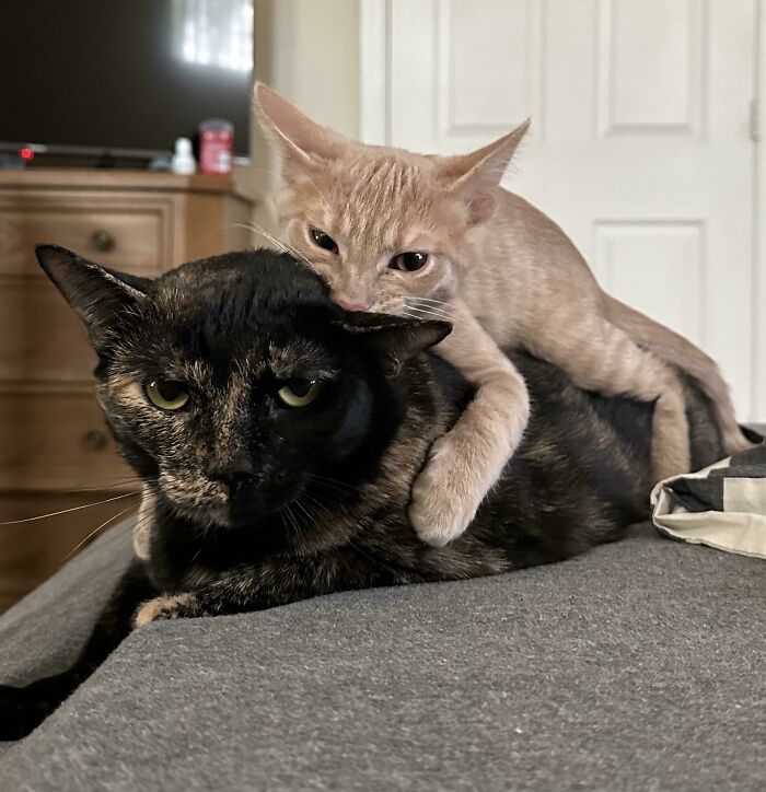 Two pet sibling cats showing funny and chaotic behavior, with one cat playfully biting the other on a couch indoors.