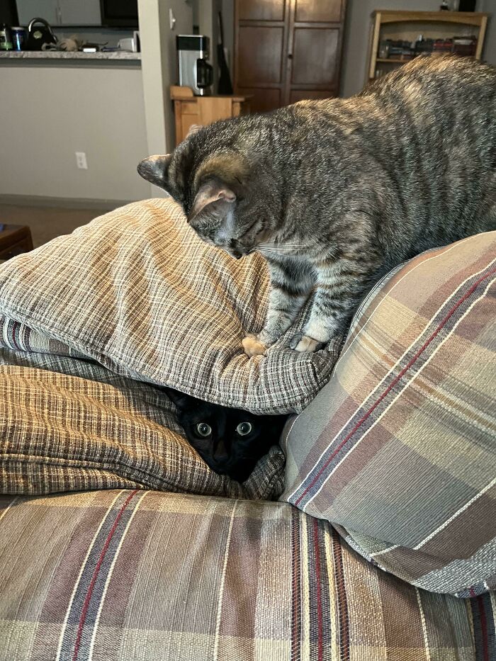 Two playful pet siblings, a tabby cat and a black cat, interacting on a striped couch with cushions.
