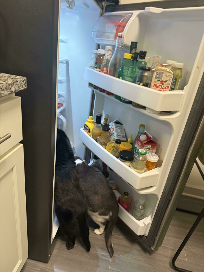 Two pet siblings, a black dog and gray cat, exploring the open refrigerator in a chaotic kitchen moment.