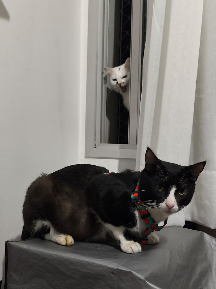 Black and white pet siblings with one cat inside and another peeking through a window in a chaotic moment.