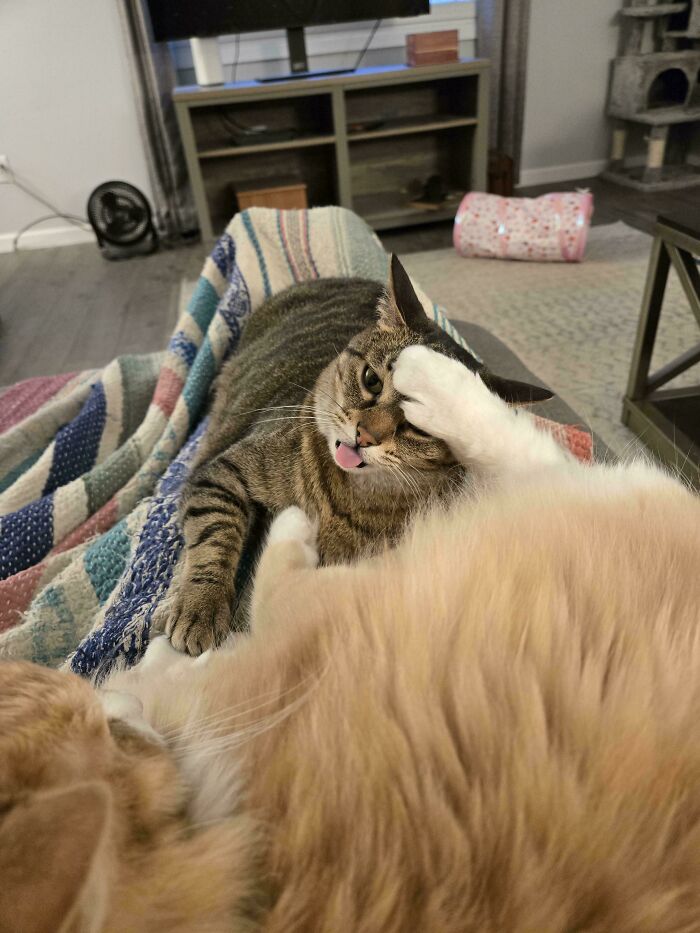 Two pet siblings playfully wrestling on a blanket, showing funny and chaotic behavior in a cozy living room.