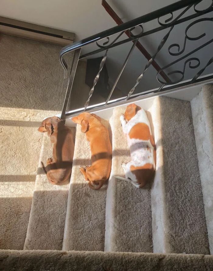 Three pet siblings peacefully sleeping side by side on carpeted stairs in a sunny cozy spot.