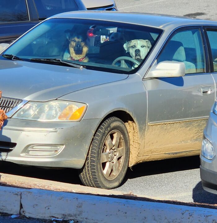 Two pet siblings, dogs, sitting inside a parked car, showcasing a funny and chaotic moment of pets together.