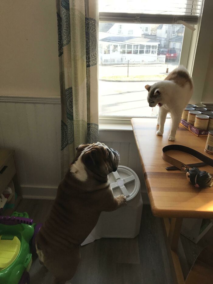 Bulldog and cat pet siblings having a chaotic moment by the window in a funny and playful indoor scene.