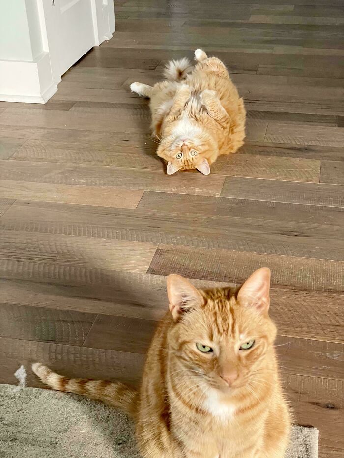 Two orange pet siblings on wooden floor, one lying on back playfully, the other sitting calmly nearby indoors
