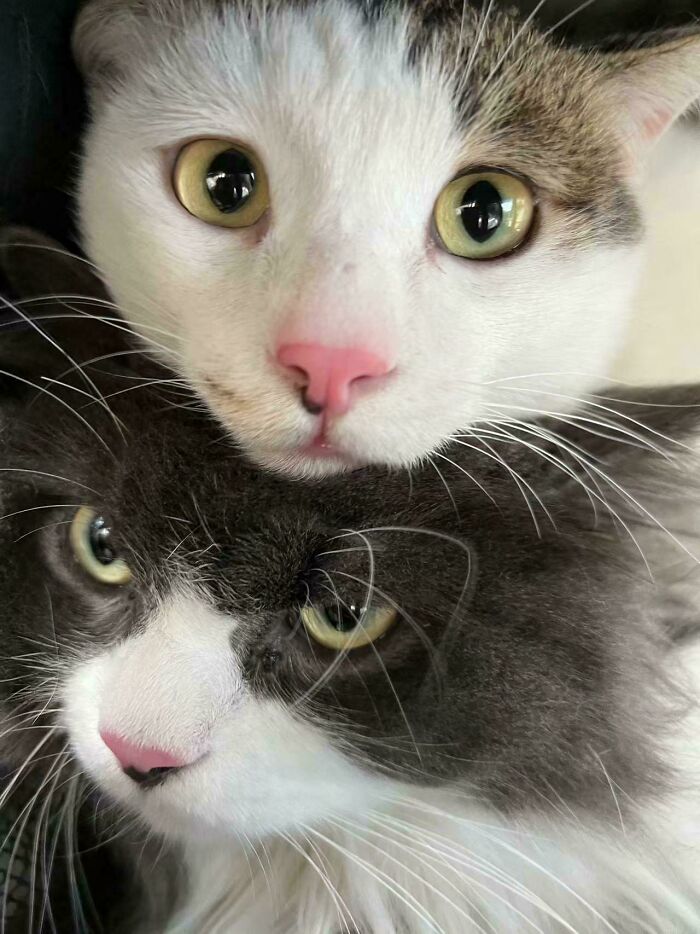 Close-up photo of two pet siblings cats with contrasting fur colors showing funny and chaotic expressions.