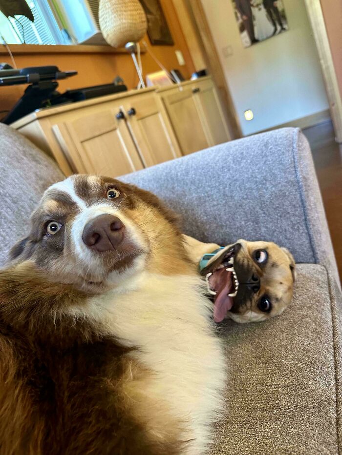 Two pet siblings on a couch, one with a surprised expression and the other playfully sticking out its tongue.