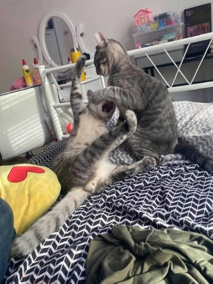 Two playful pet sibling cats wrestling on a patterned bedspread in a cozy bedroom setting.