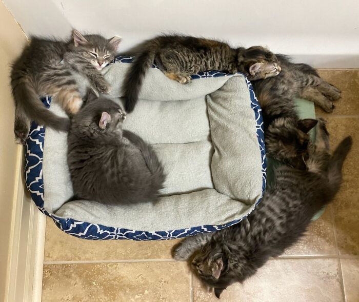 Five fluffy pet sibling kittens napping together around a soft pet bed in a cozy indoor space.