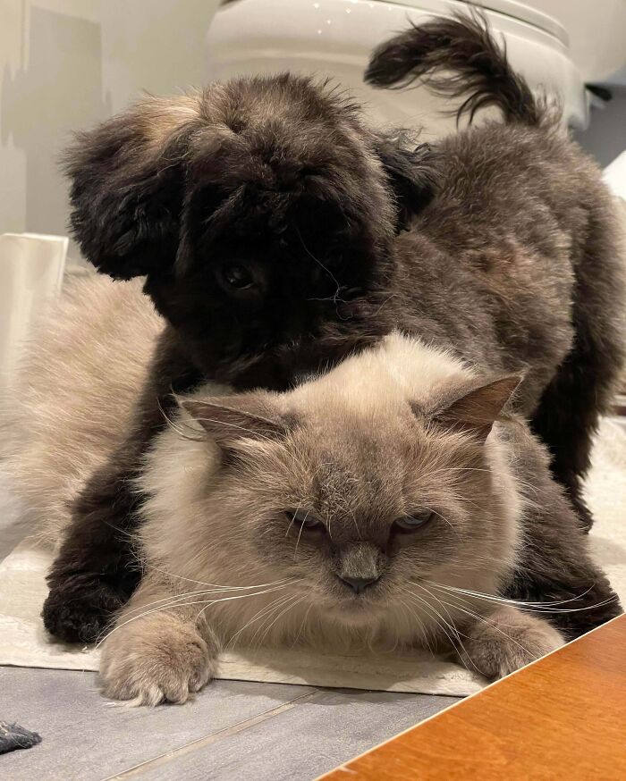 Black puppy playfully climbing on grumpy light gray cat, showcasing funny and chaotic pet siblings moment indoors.