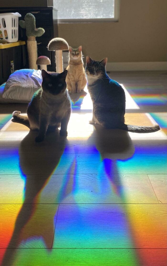 Three pet sibling cats sitting in sunlight casting colorful rainbow shadows on a wooden floor indoors.