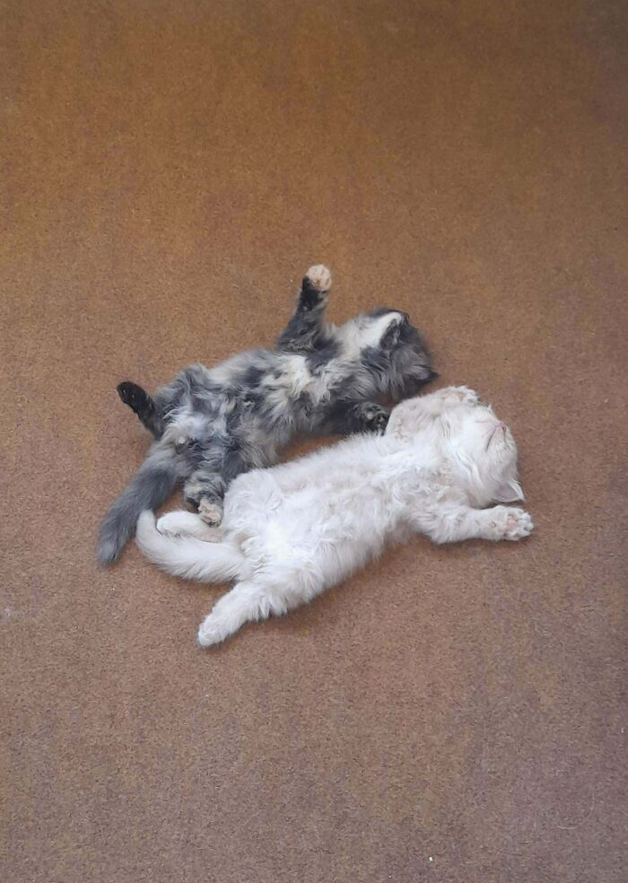 Two pet sibling kittens lying on their backs side by side on a brown floor in a funny and chaotic pose.