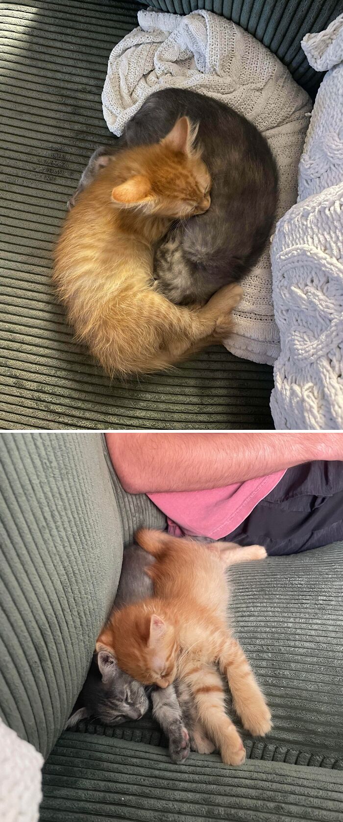 Two pet sibling kittens cuddling and sleeping together on a cozy green couch, showing funny and chaotic moments.