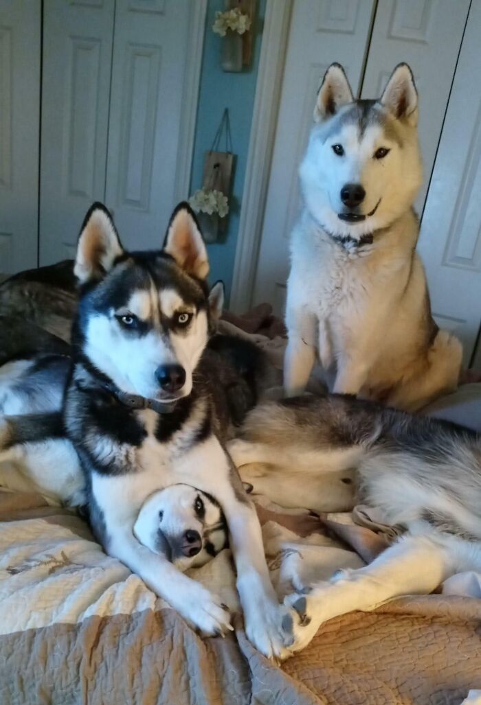 Three playful husky pet siblings resting together on a bed creating a funny and chaotic scene indoors.