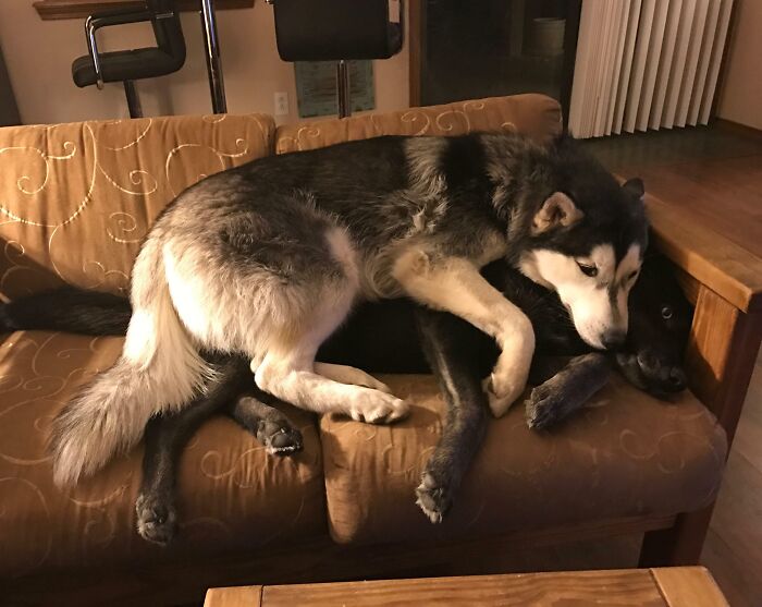 Two pet siblings, a black and a gray husky, cuddling chaotically on a brown couch in a cozy living room.