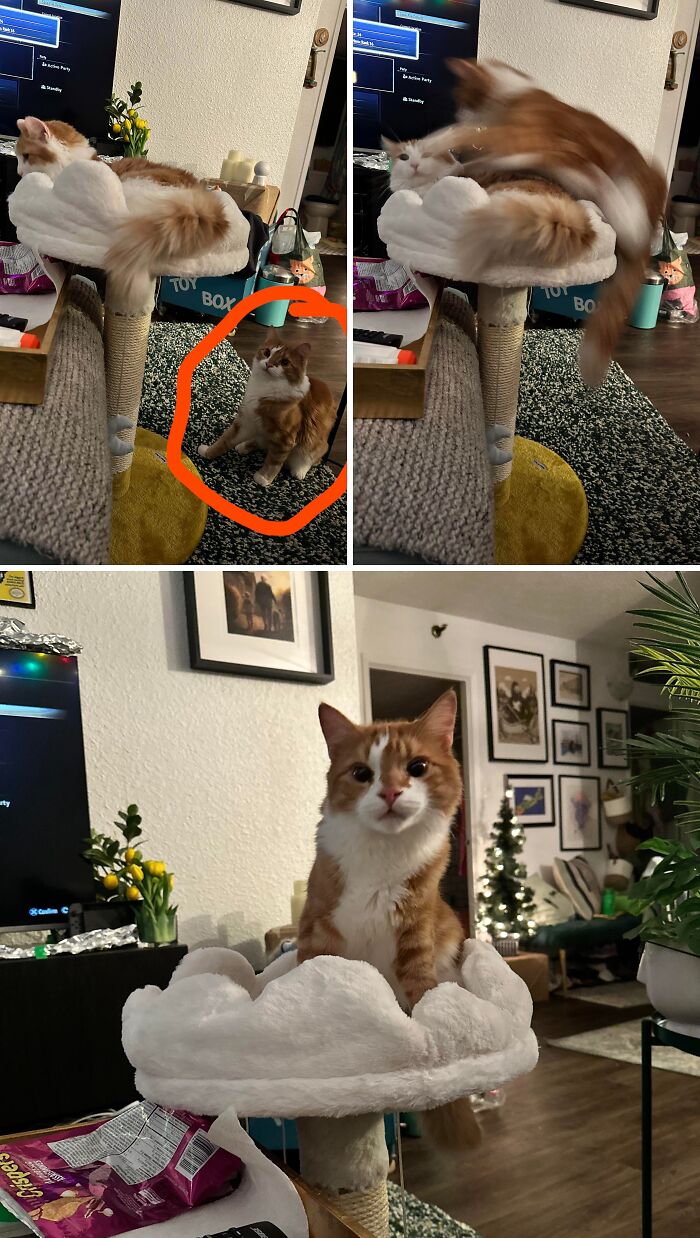 Two playful pet sibling cats on a cat tree, showing funny and chaotic moments in a cozy living room.