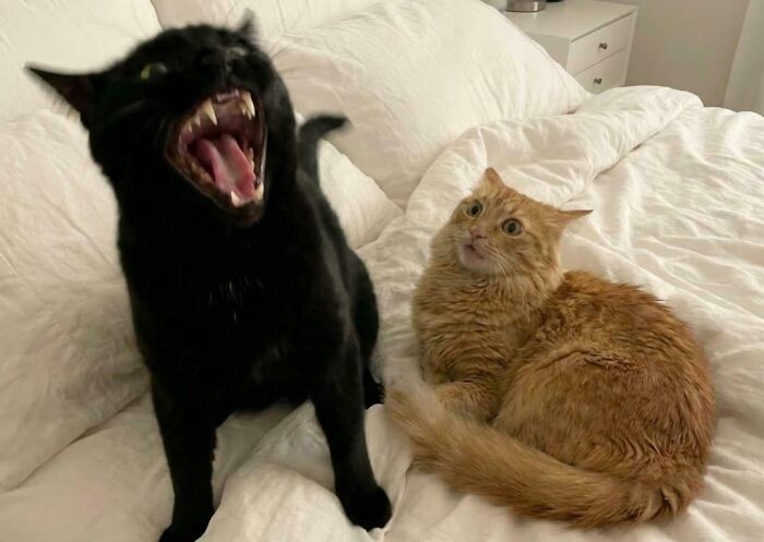 Two pet sibling cats on a bed, one black cat mid-yawn or hiss, and an orange cat looking surprised and chaotic.