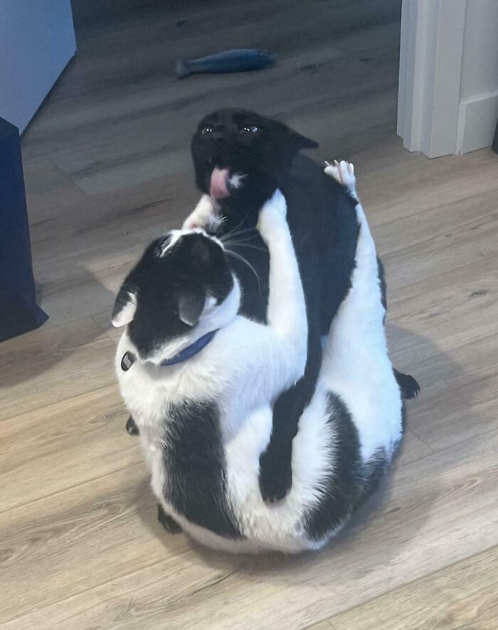 Two pet siblings playfully hugging on a wooden floor, showcasing funny and chaotic pet sibling moments.