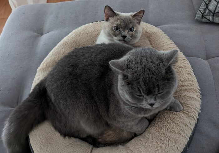 Two pet siblings cuddling in a cozy round pet bed showcasing funny and chaotic pet sibling moments.