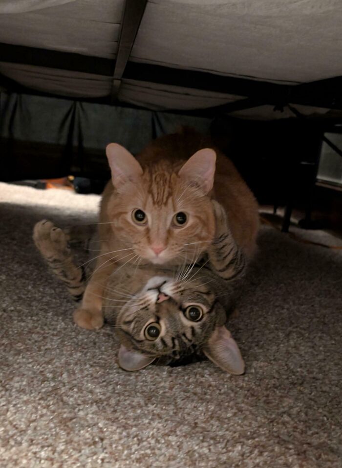 Two pet sibling cats playfully wrestling on carpet under a bed, showcasing funny and chaotic pet sibling moments.
