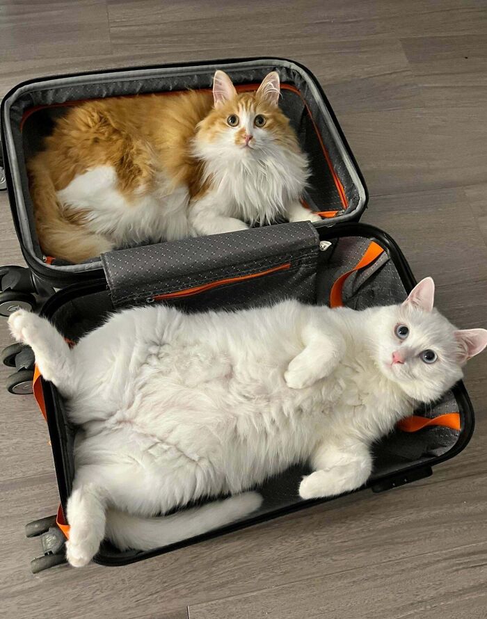 Two fluffy pet siblings, one orange and white cat and one white cat, resting inside an open suitcase on a wooden floor.