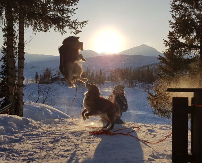 Two playful pet siblings jumping and having fun in a snowy landscape at sunrise, capturing chaotic pet moments.