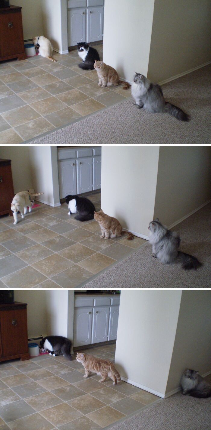 Four pet siblings, including cats and a dog, sitting and moving in a kitchen and living room area in a chaotic scene.