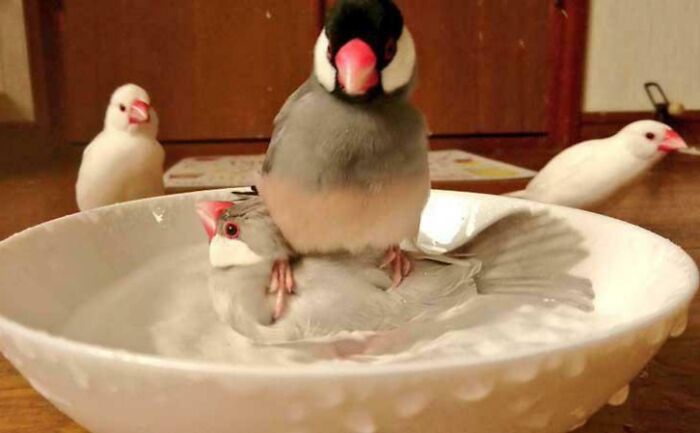 Two small birds playfully perched in a bowl of water with other pet siblings nearby, showing funny and chaotic pet moments.